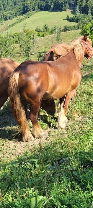 Vând manza de doi ani