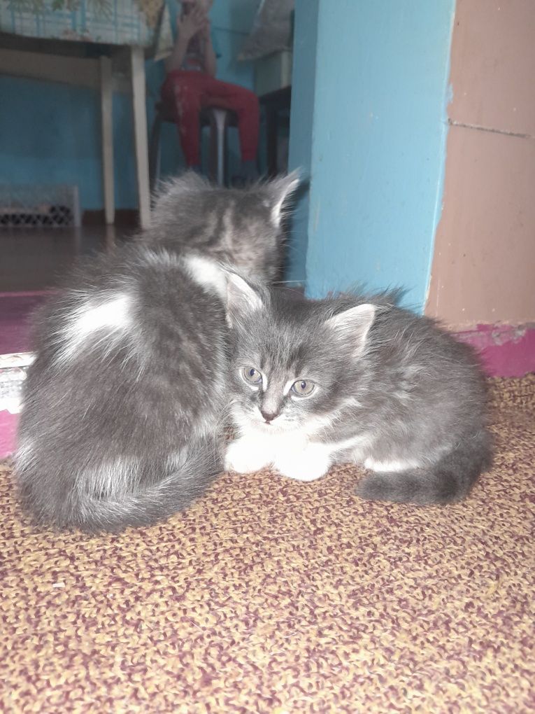 Котята скотиш страйт