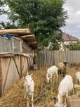 Vând capre rasă saanen 900 de lei bucata