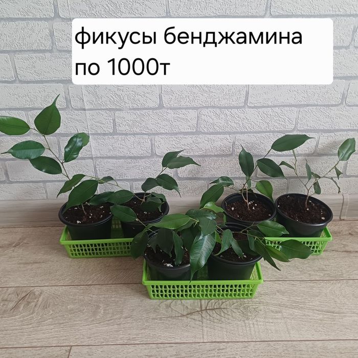 Фикусы бенджамина