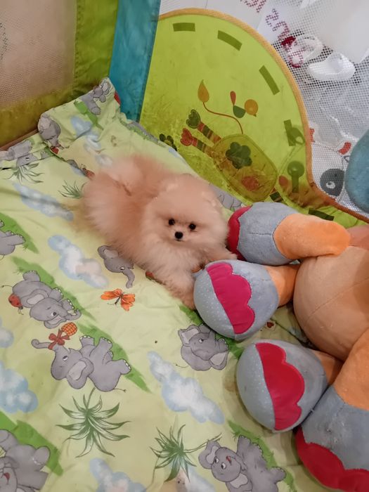 Померан мини померанче