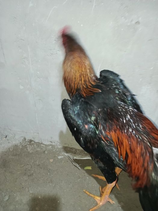 Jo'ja sotiladi 4 kilo Nemis zot