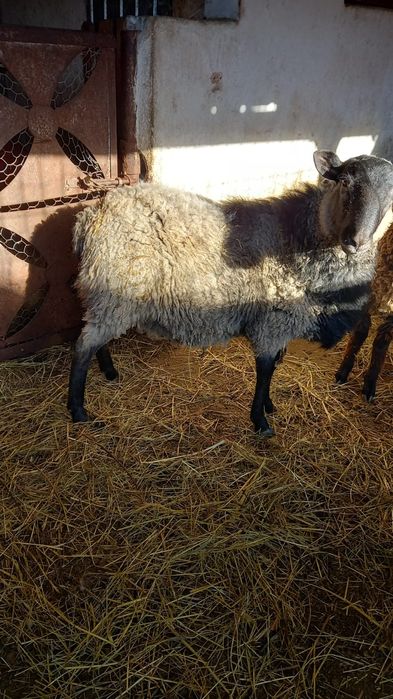 Vând sau schimb berbec Romanov