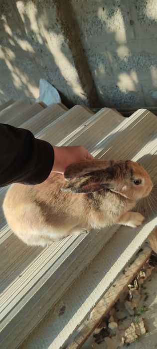 Куён сотилади ( Гигант чачишган )