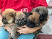 Adoptie pui Chow Chow