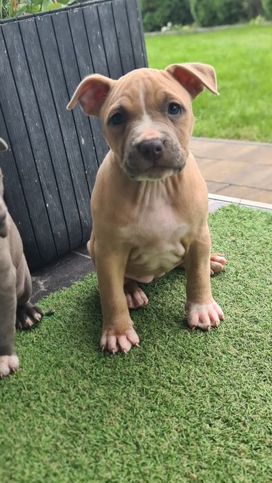 Pui amstaff maro 7 săptămâni