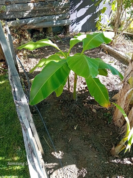 Бананови издънки