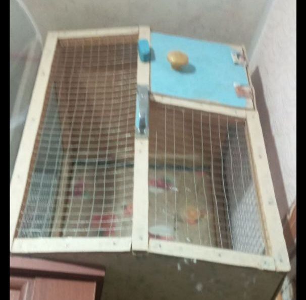 Кошачия когтеточка