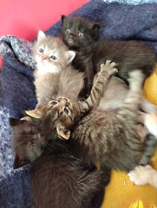 Подарявам шест прекрасни котета