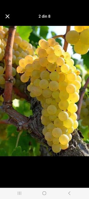 Vând butasi de vita de vie Roșca delevar capsunica tamhiosa Izabela