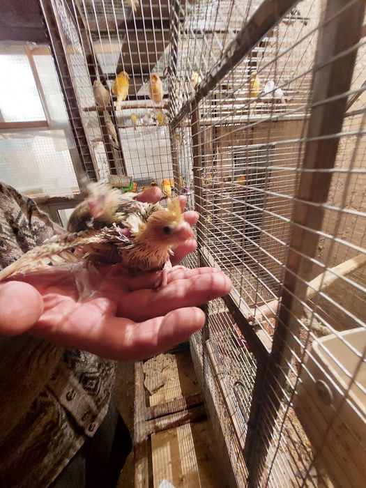 Попугай разные Разные