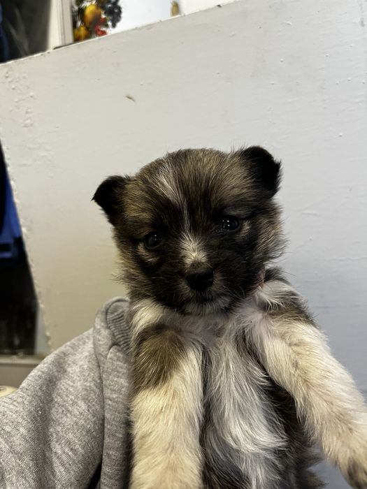 отдам щенка в добрые руки