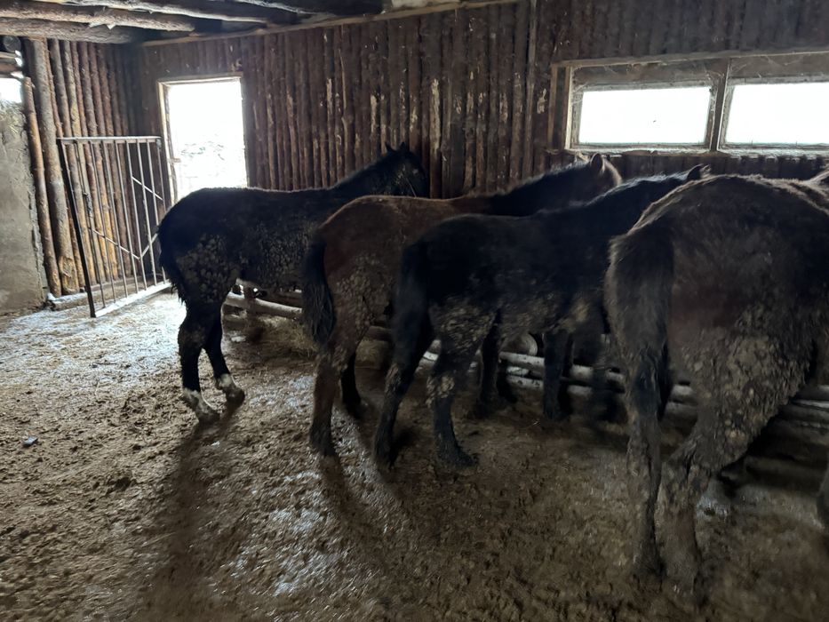 Жеребята/Жабагы с откорма