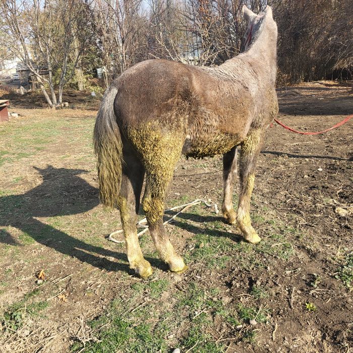 Ассалаумағалейкум осы 1жасар денесі ірі еркек тай сатылады
