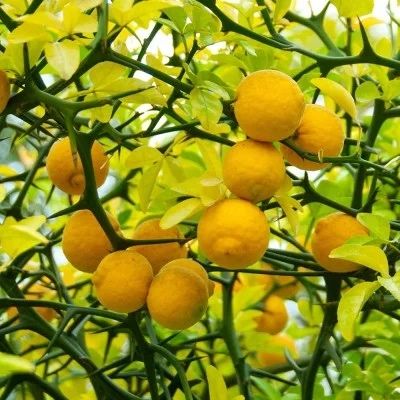Lamai trifoliar