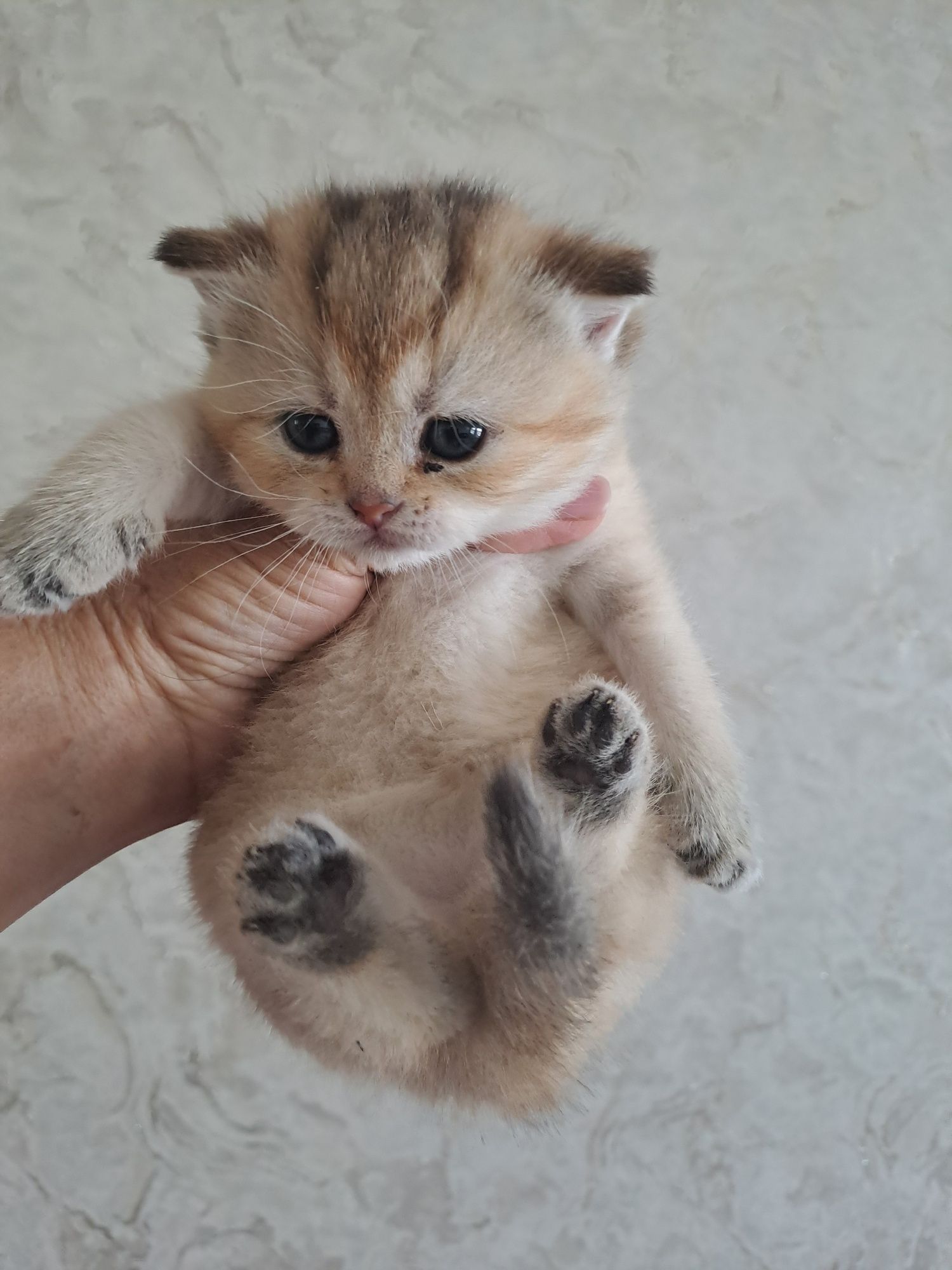 Котёнок Золотая шиншила,  девочка
