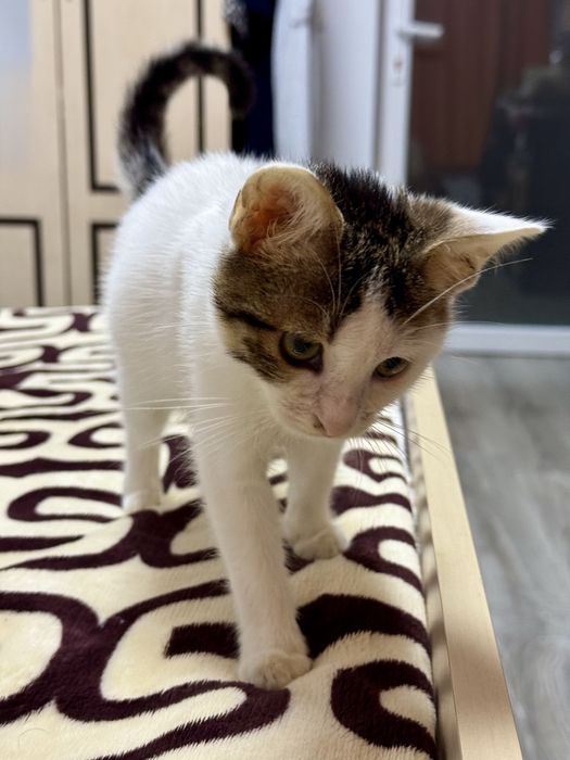 Pisicuta isi cauta o familie iubitoare!