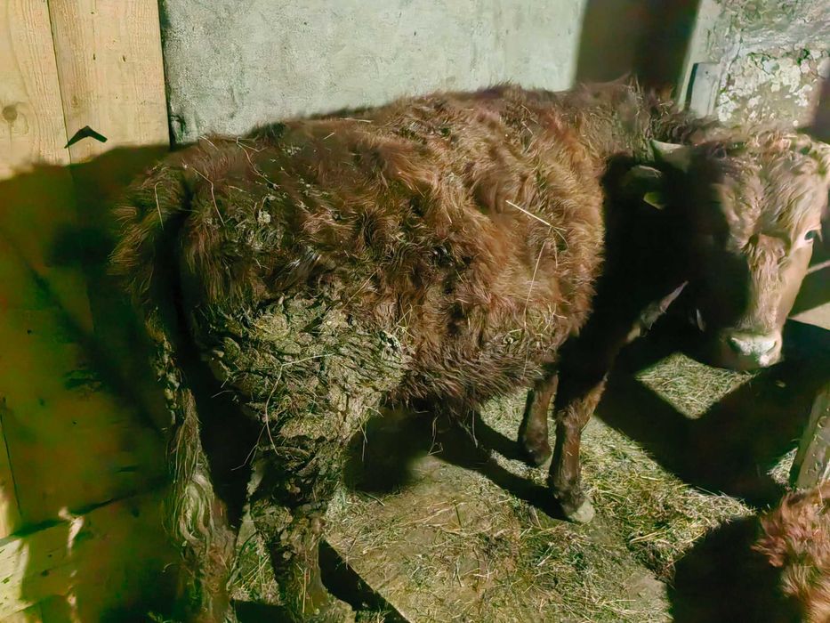 Откормда турган кестирилген еки жасар огиз, костратый на откорме