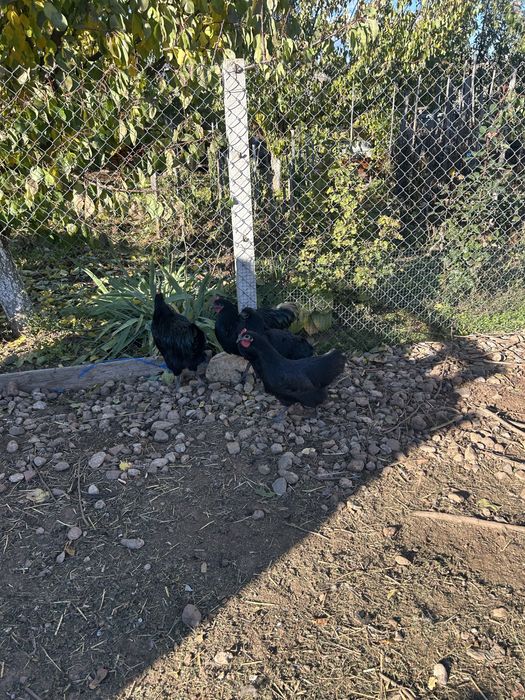 Vand puicuțe australorp negru.Linie adusă din Ungaria