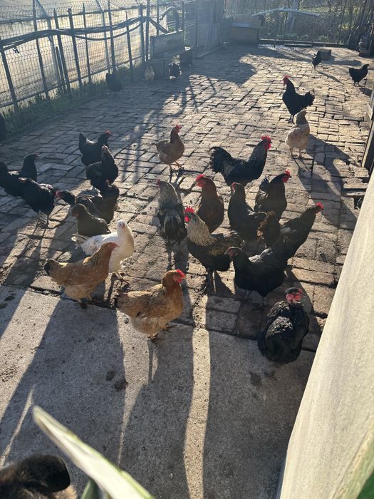 Gaini puici si cocos austrolop