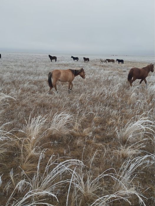Продам кобылу башкирской породы