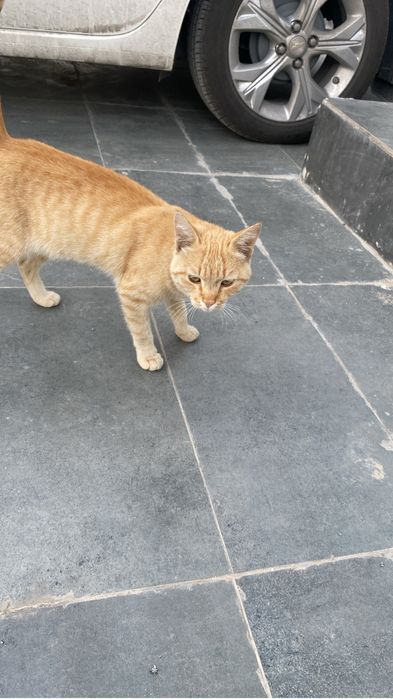 Ласковый рыжий кот в добрые руки