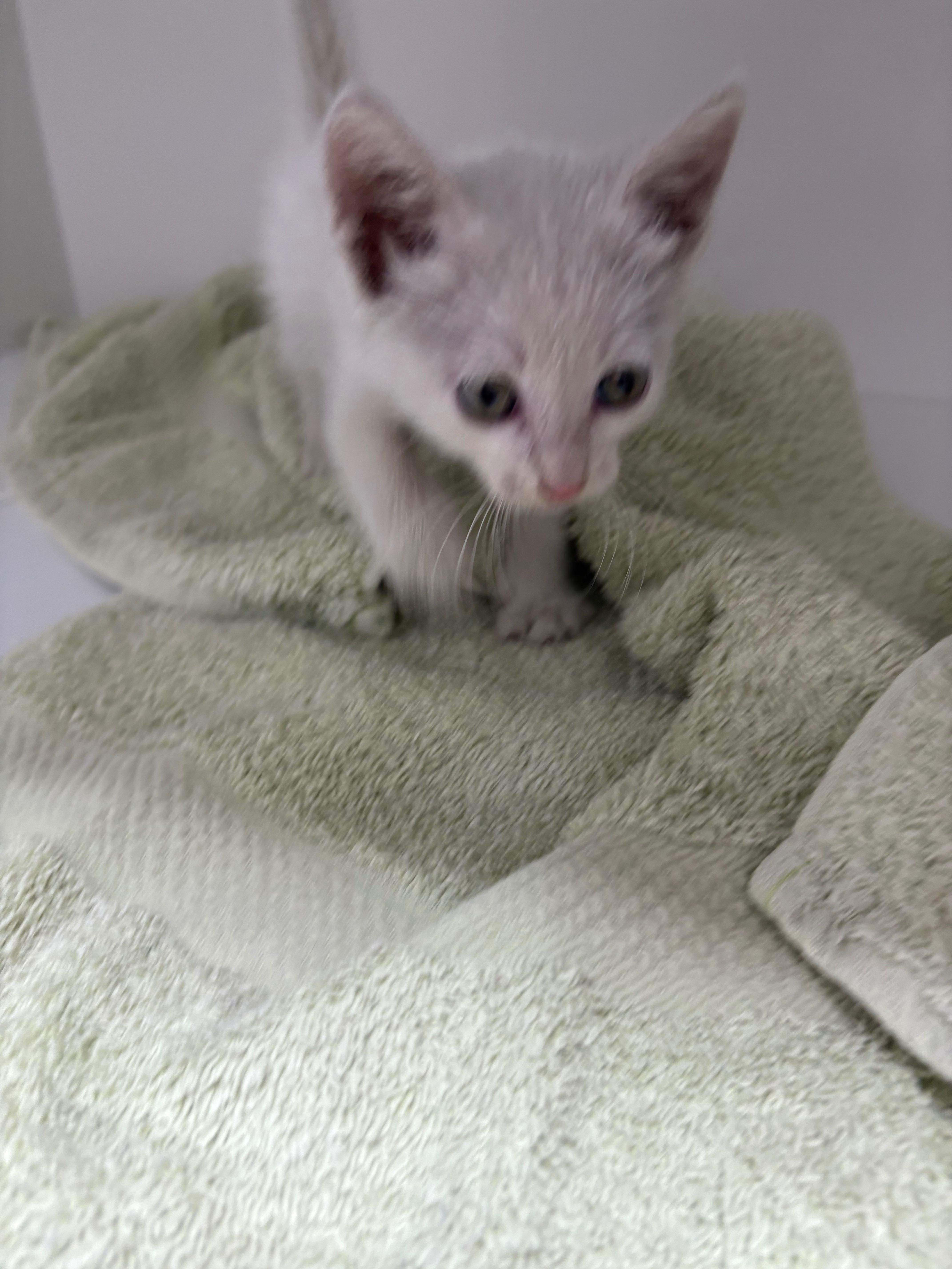 Motănel spre adoptie