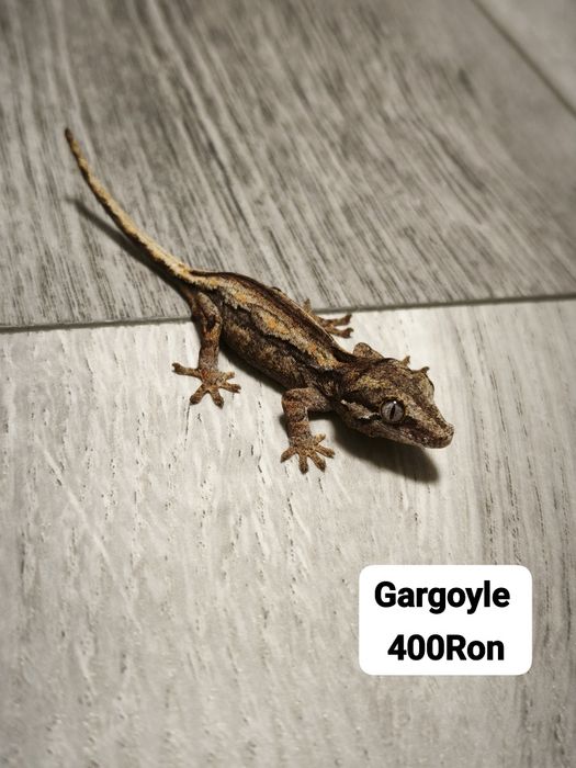 Soparla Gecko Gargoyle