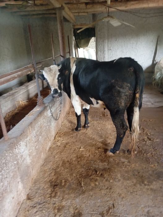 Новвос сотилади соглом