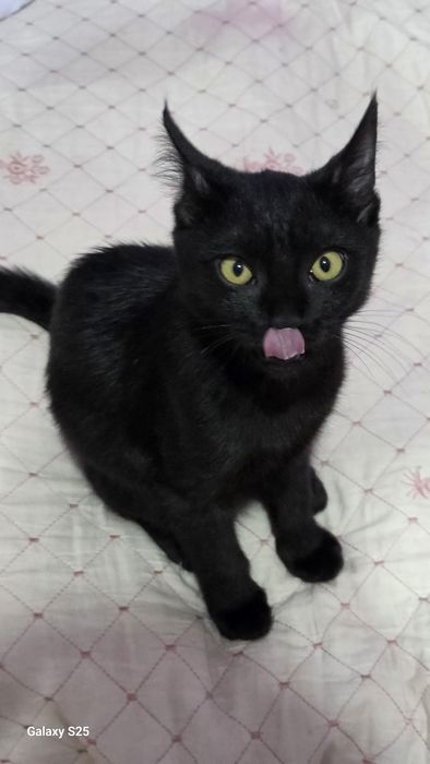 Кошка продаеться