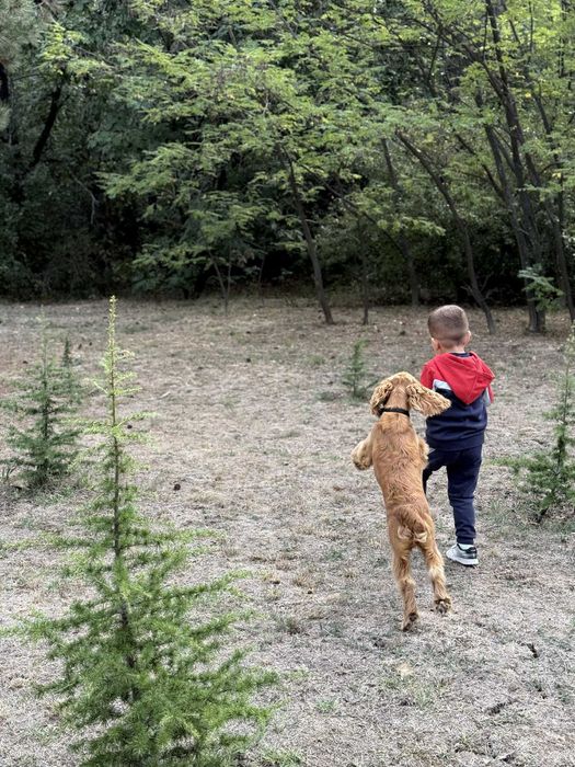 Кокер мъжки 1год.