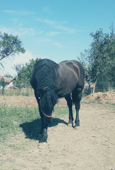 Mânză de Vînzare