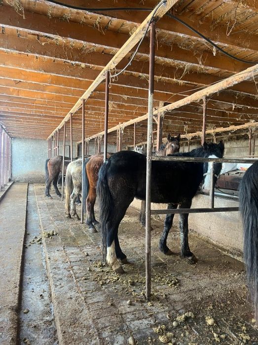 Саумалы Қымыз Шымкент ҚЫСТА САУАМЫЗ