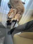 Scottish fold golden