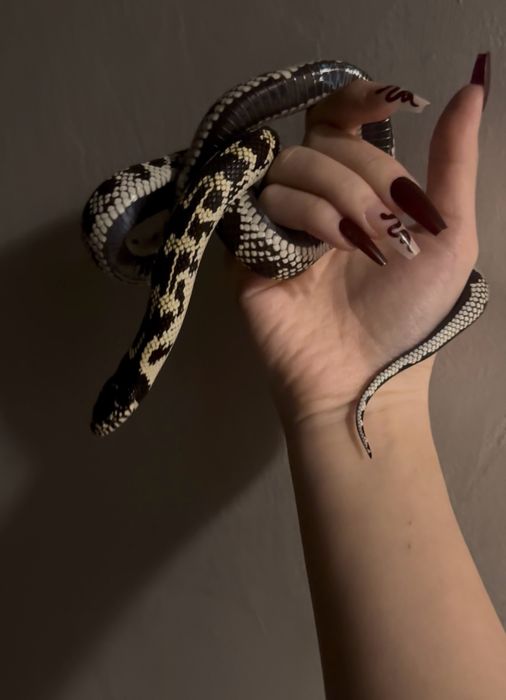 Калифорнийская королевская змея (самка)