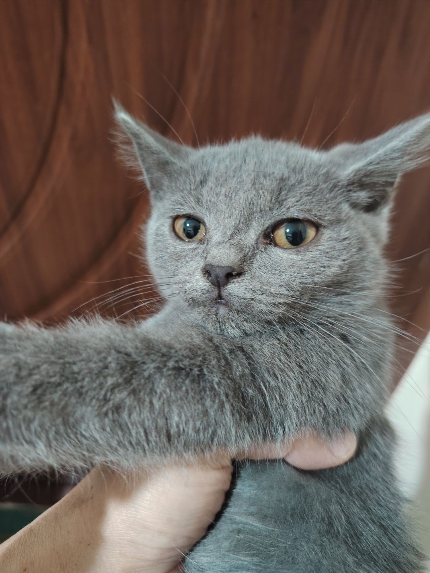 Скоттиш с рай сотилади
