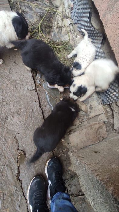 caței spre adoptie