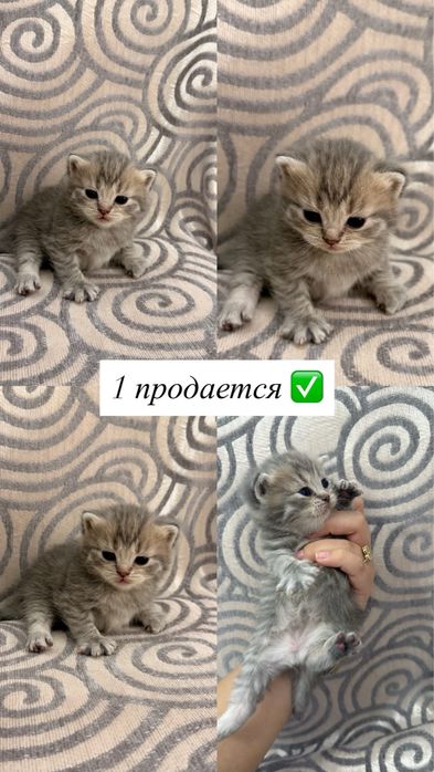 Котоята, порода Британские шиншилы