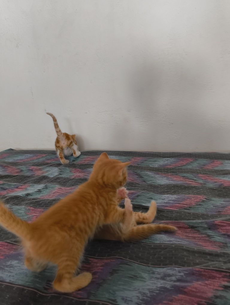 Котета за осиновяване