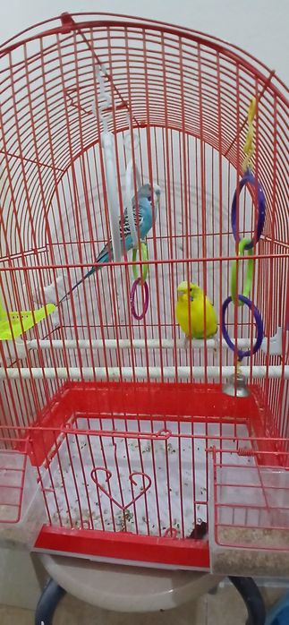 Vând 2 peruși + colivie 150 lei