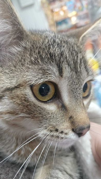 Найден котенок. Чей?