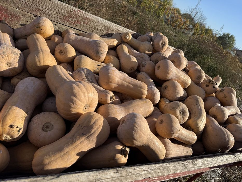 Vand dovelci placintari