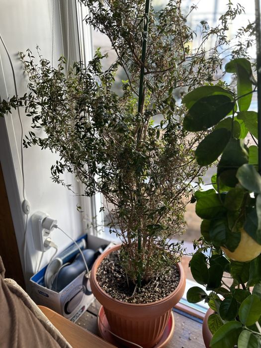 Продам растение комнатное мирт