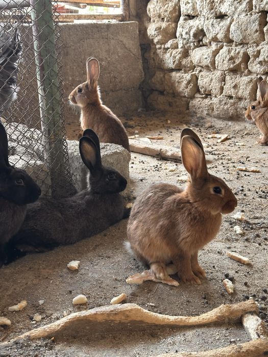 Quyonla sotiladi zoti otasi burgunder onasi velikan