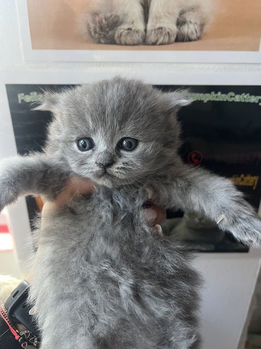 British longhair cu pedigree