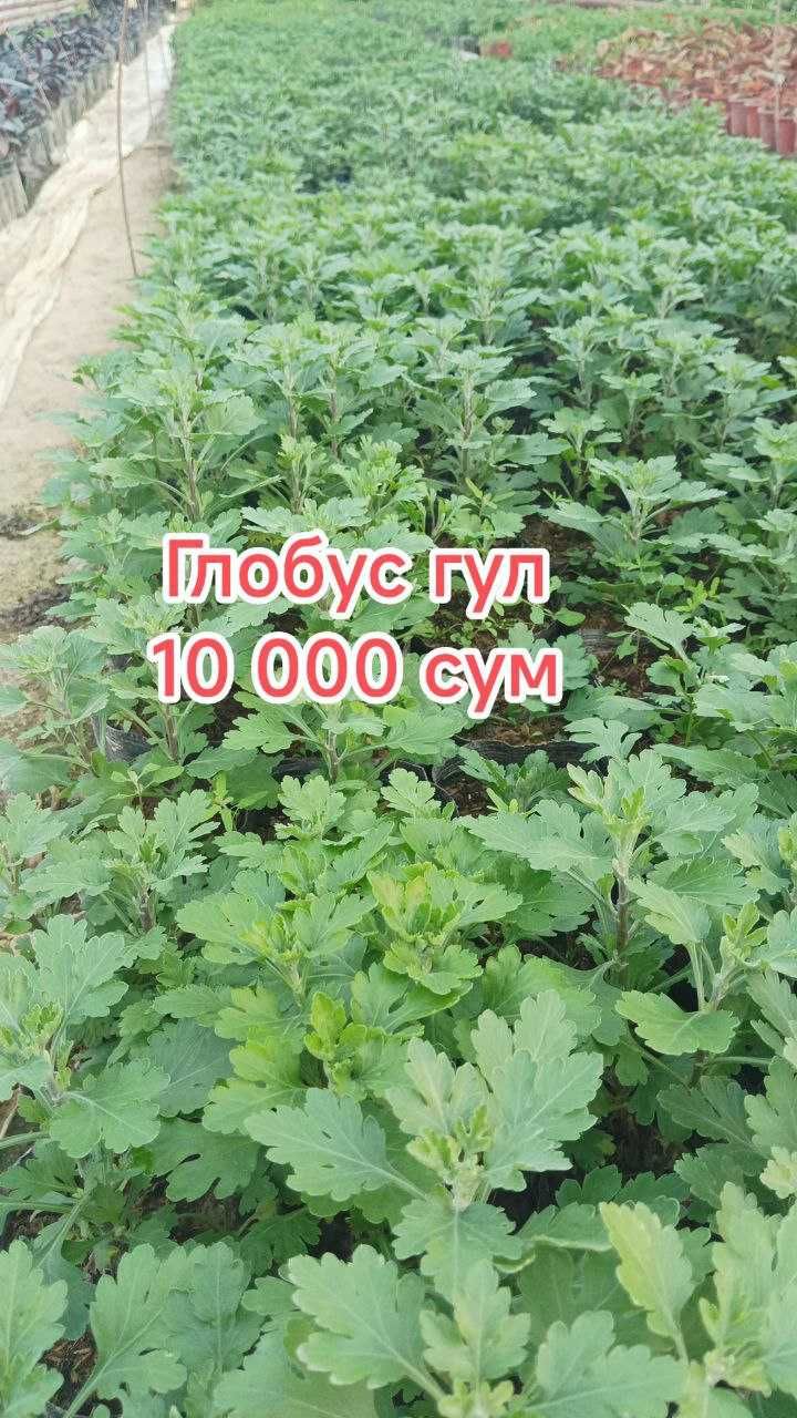 Гуллар. Хона ва Уй гуллари