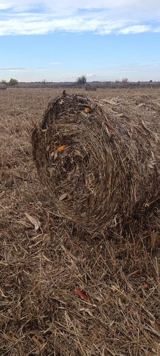 Baloți ciocani (porumb) cu iarba multa