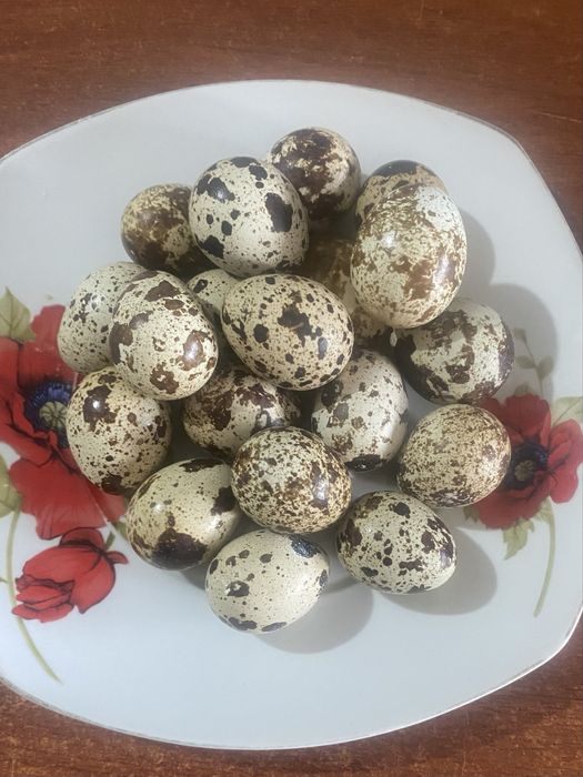 Бөдене жұмыртқасы, свежий