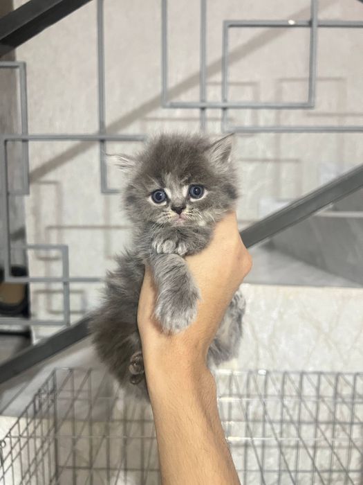 Продаются шиншилли