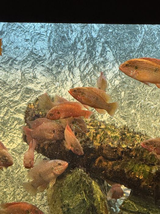 Аквариум оборудван с риби 160 литра